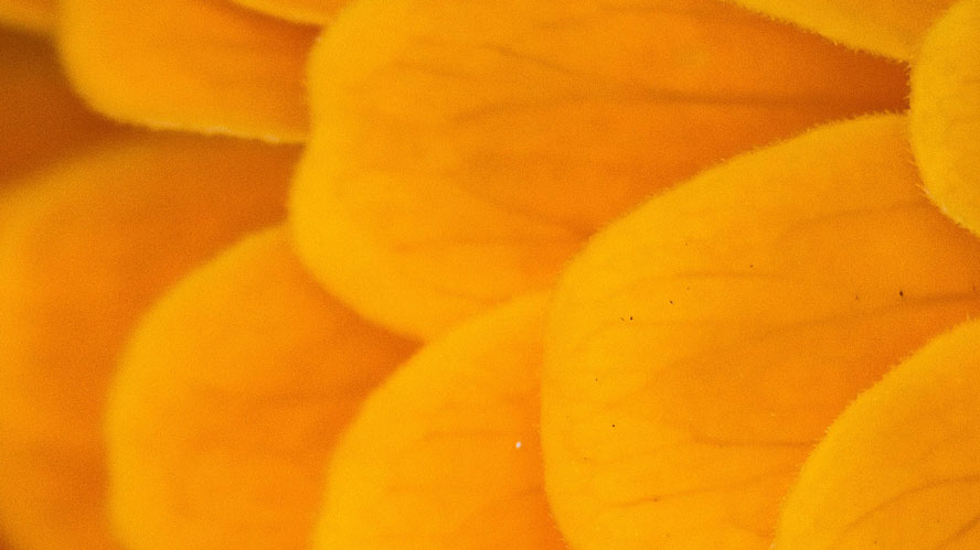 Vitamin A – so entlastet der Wirkstoff deine Haut