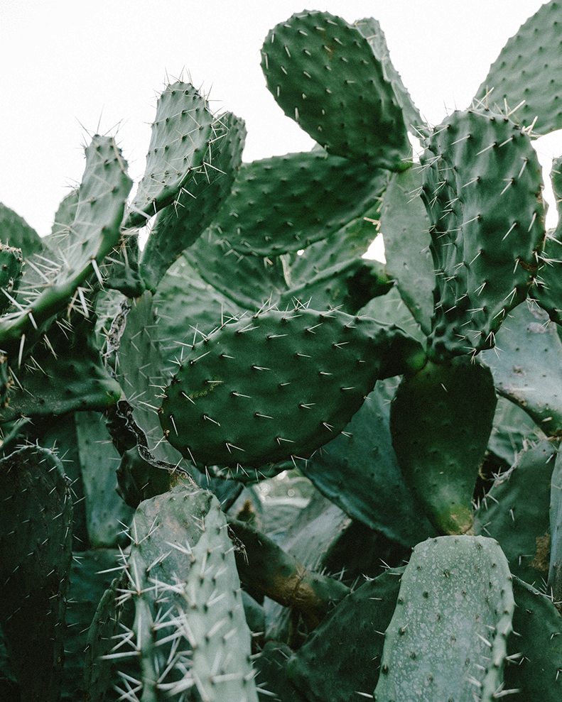 FACE GEL für immer und überall - leichte Pflege