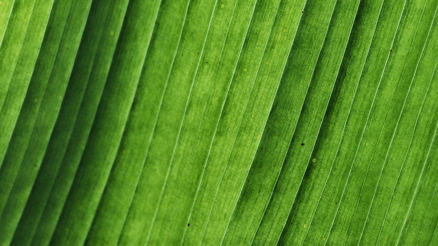 Centella Asiatica – so stärkt es deine Kosmetikroutine