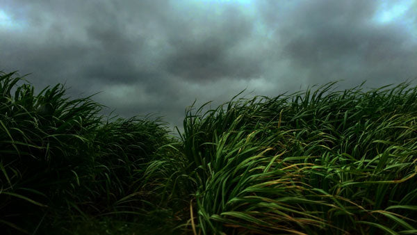 Saccharum officinarum – ein guter Zusatz für die Haut